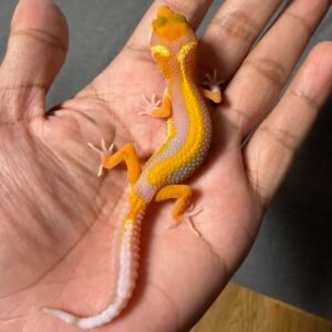 IMG_4920 jual gecko tremper lavender stripe incub jantan baby