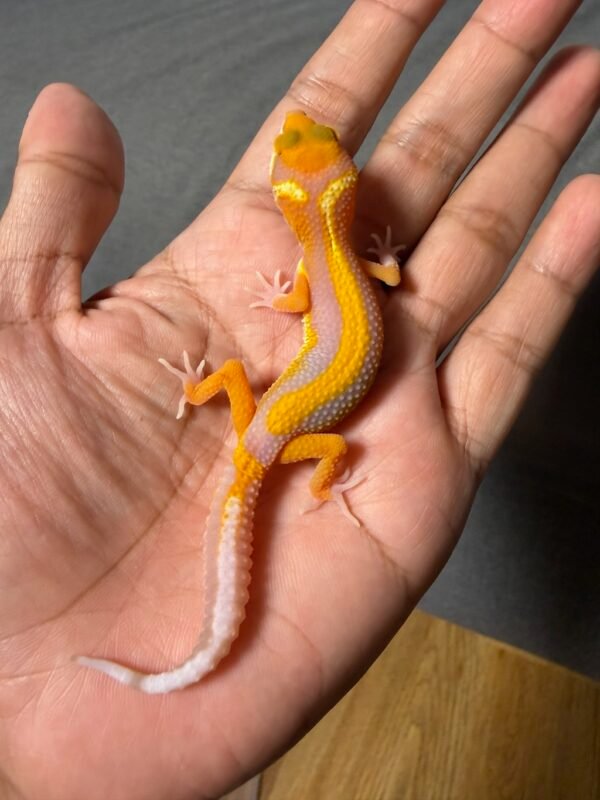 jual gecko tremper lavender stripe incub jantan baby