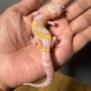 IMG_4922 jual gecko radar lavender jungle jantan remaja juvenile bahan kontes