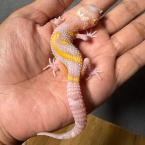 IMG_4922 jual gecko radar lavender jungle jantan remaja juvenile bahan kontes