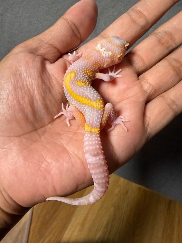 IMG_4922 jual gecko radar lavender jungle jantan remaja juvenile bahan kontes
