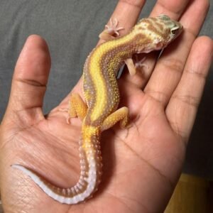 IMG_4938 jual gecko tremper bold stripe betina indukan