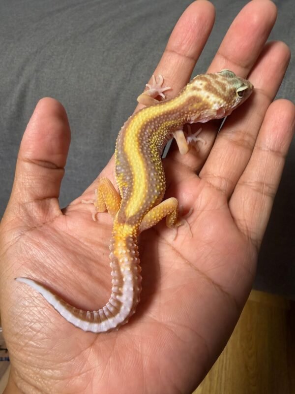 IMG_4938 jual gecko tremper bold stripe betina indukan