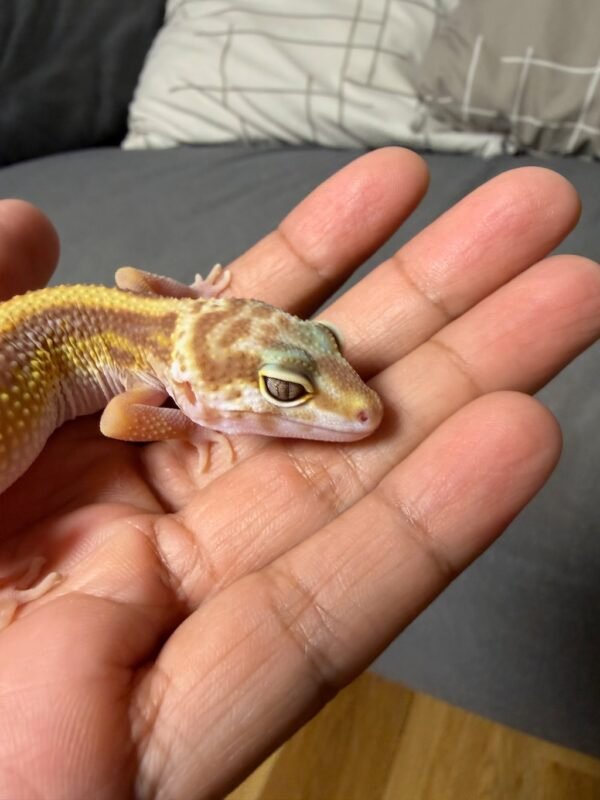 IMG_4939 Tremper Bold Stripe - Betina - B261630