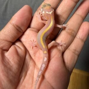 IMG_4941 jual gecko chocolate stripe incub betina baby
