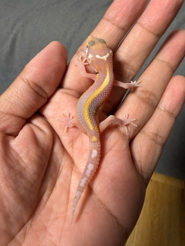 IMG_4941 jual gecko chocolate stripe incub betina baby
