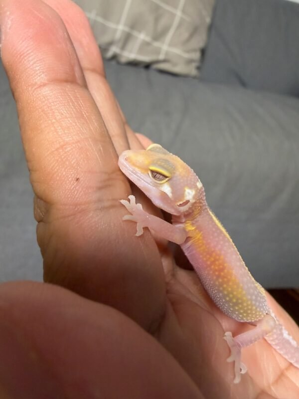 IMG_4942 Chocolate Stripe het RAPTOR - incub Betina - R262154 - RARE