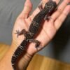 IMG_4945 jual gecko mack snow black night het tremper betina indukan