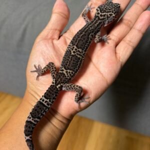 IMG_4945 jual gecko mack snow black night het tremper betina indukan