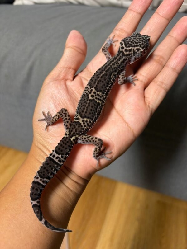 IMG_4945 jual gecko mack snow black night het tremper betina indukan