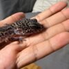 IMG_4946 Mack Snow Black Night het Tremper - Betina - B261499