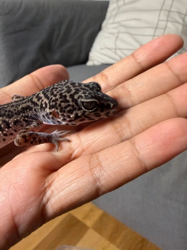 IMG_4946 Mack Snow Black Night het Tremper - Betina - B261499