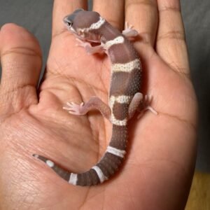 IMG_4950 jual gecko black night mack snow raptor betina super rare