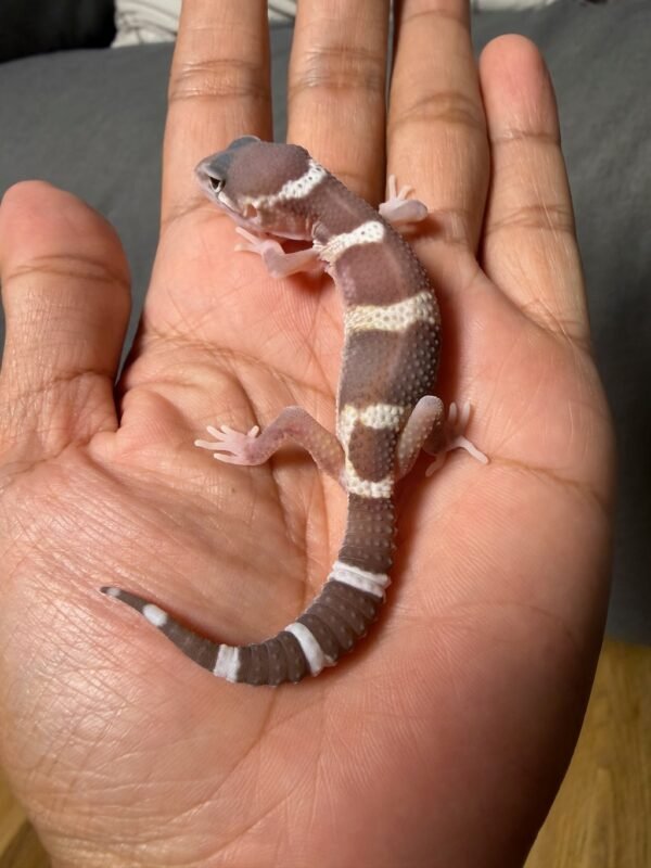 IMG_4950 jual gecko black night mack snow raptor betina super rare