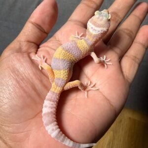IMG_4956 jual leopard gecko tremper poss giant ph raptor betina anakan baby