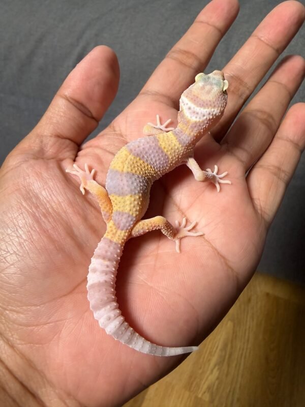 IMG_4956 jual leopard gecko tremper poss giant ph raptor betina anakan baby