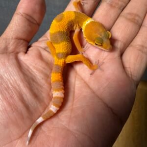 IMG_4959 jual gecko shtctb tomato baby incub jantan nice color