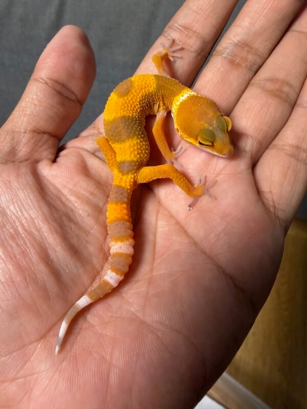 IMG_4959 jual gecko shtctb tomato baby incub jantan nice color