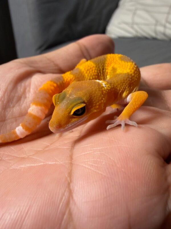 IMG_4960 SHTCTB Tomato - incub Jantan - R261967 - NICE COLOR