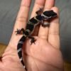IMG_4967 jual gecko black night het tremper incub jantan baby