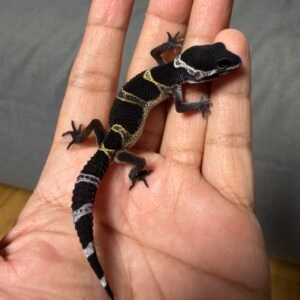IMG_4967 jual gecko black night het tremper incub jantan baby