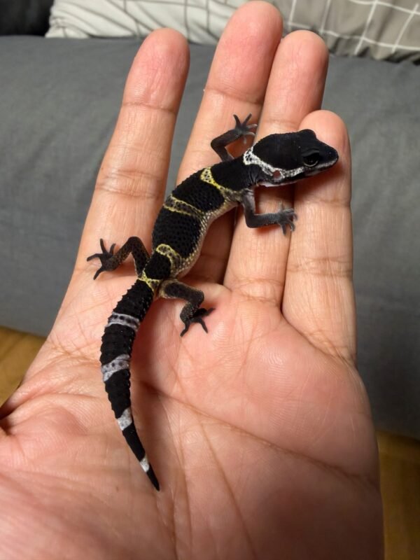 IMG_4967 jual gecko black night het tremper incub jantan baby