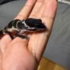 IMG_4968 Black Night het Tremper - incub Jantan - R262298