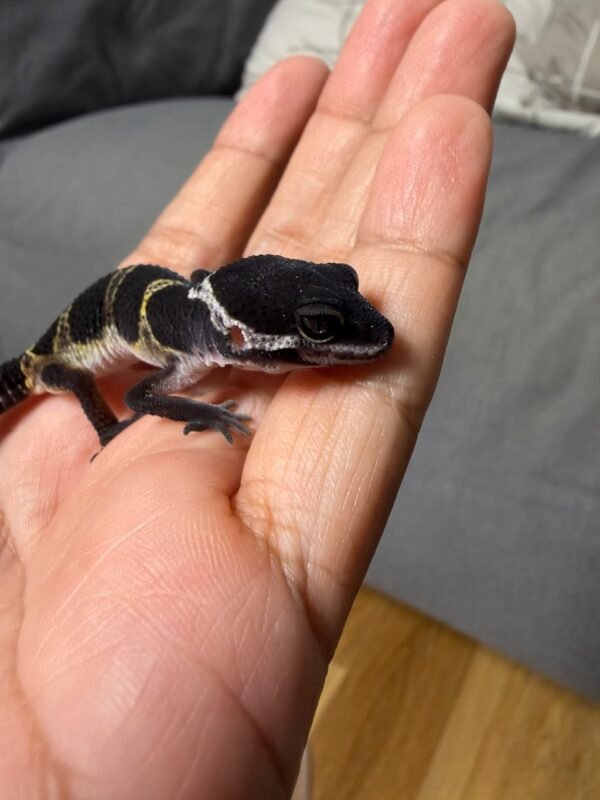 IMG_4968 Black Night het Tremper - incub Jantan - R262298