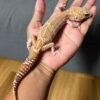 IMG_4978 jual gecko black night mack snow raptor betina indukan dewasa murah