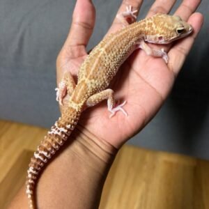 IMG_4978 jual gecko black night mack snow raptor betina indukan dewasa murah