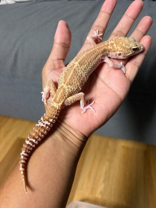 IMG_4978 jual gecko black night mack snow raptor betina indukan dewasa murah