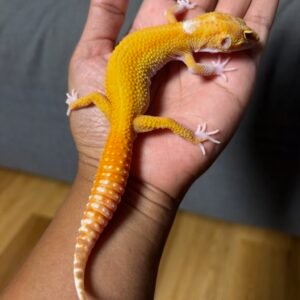 IMG_4981 jual gecko raptor ct giant poss super giant jantan