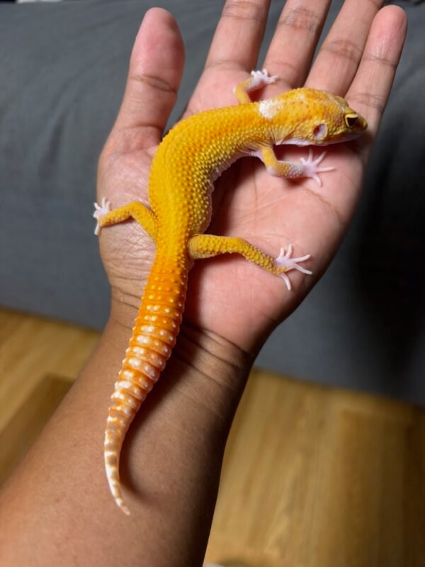 IMG_4981 jual gecko raptor ct giant poss super giant jantan