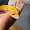 IMG_4982 mata gecko raptor ct giant
