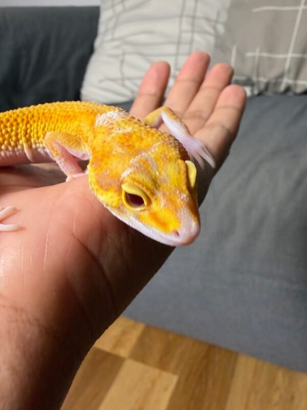 IMG_4982 mata gecko raptor ct giant