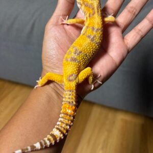 IMG_4987 jual gecko tangerine albino betina indukan dewasa murah
