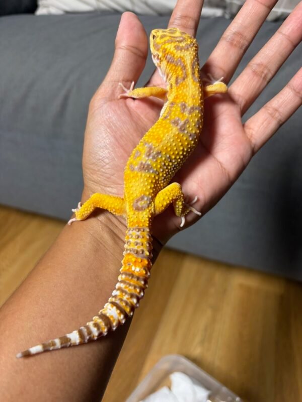 IMG_4987 jual gecko tangerine albino betina indukan dewasa murah
