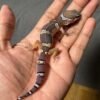 IMG_4990 jual gecko black night poss snow het tremper ph diablo blanco jantan