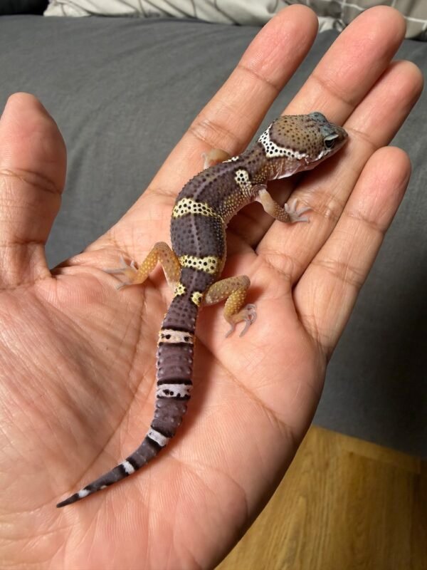 IMG_4990 jual gecko black night poss snow het tremper ph diablo blanco jantan