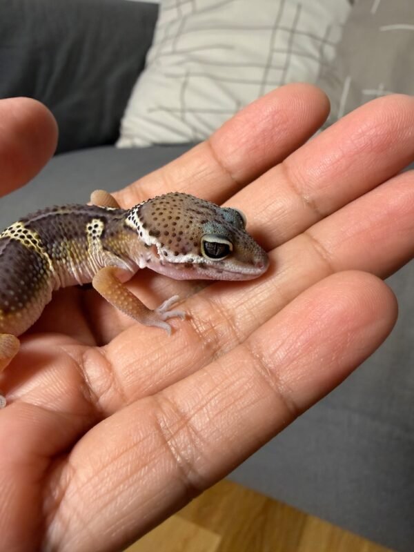 IMG_4991 Black Night poss Snow het Tremper - Jantan - R261581