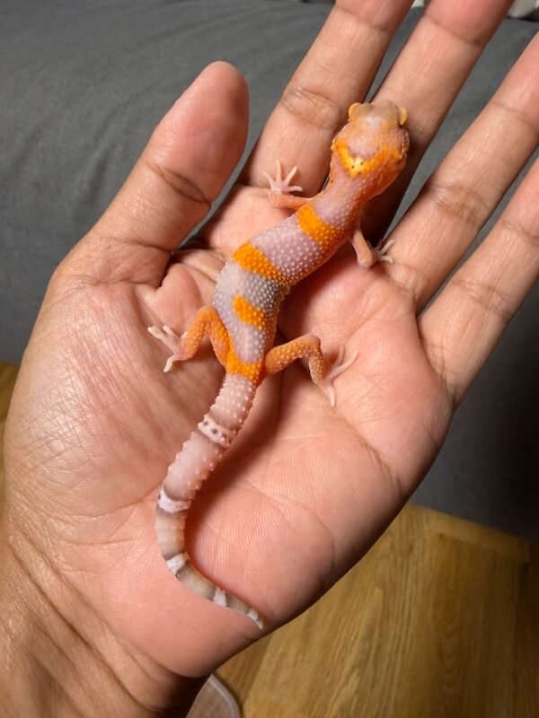 IMG_4993 jual gecko bell lavender jantan nice color