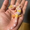 IMG_4997 jual gecko white & yellow tremper albino jantan baby