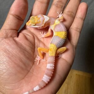 IMG_4997 jual gecko white & yellow tremper albino jantan baby
