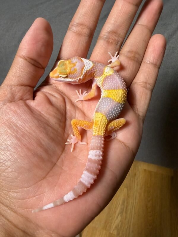 IMG_4997 jual gecko white & yellow tremper albino jantan baby