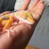 IMG_4999 White & Yellow Tremper het RAPTOR ph DB MP - Jantan - R261636 - RARE GENETICS