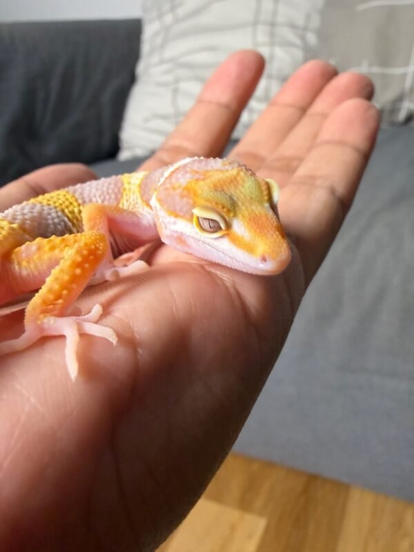 IMG_4999 White & Yellow Tremper het RAPTOR ph DB MP - Jantan - R261636 - RARE GENETICS