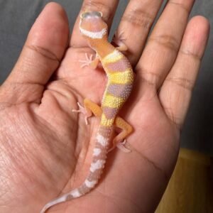 IMG_5002 jual gecko goblin het ember incub jantan baby rare