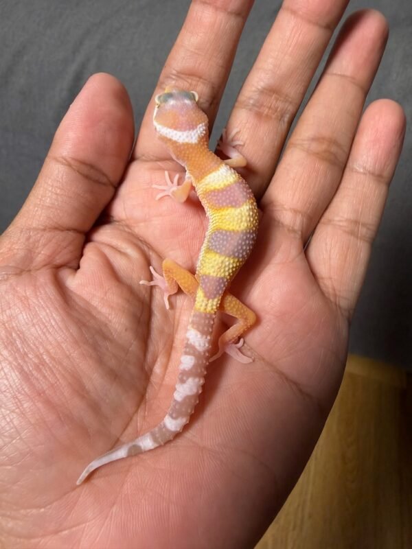 IMG_5002 jual gecko goblin het ember incub jantan baby rare