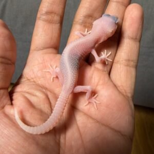 IMG_5007 jual gecko super raptor ph diablo blanco incub betina baby
