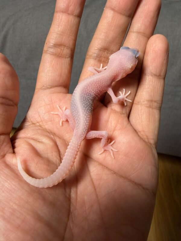 IMG_5007 jual gecko super raptor ph diablo blanco incub betina baby